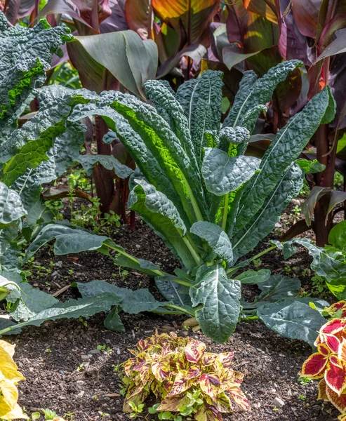 ケールの新鮮な緑の葉 庭の野菜の葉植物 — ストック写真