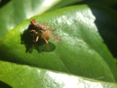 Hollanda 'da bir yaprağın üzerinde sinek öldüren sıradan bir meyve sineği.