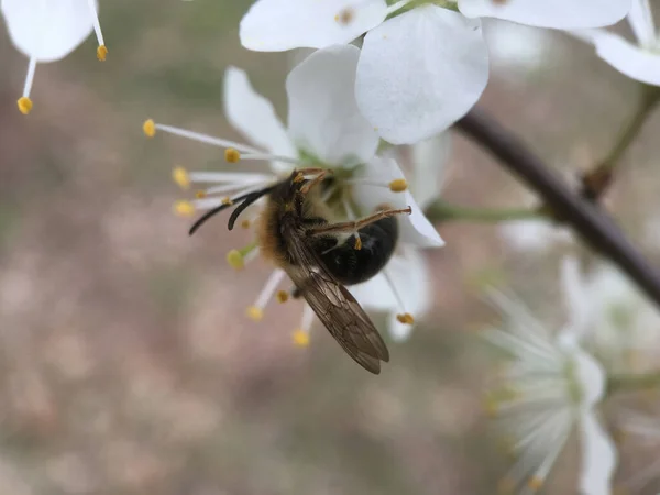 Včela Květu Třešňovníku Prunus Nizozemsku — Stock fotografie