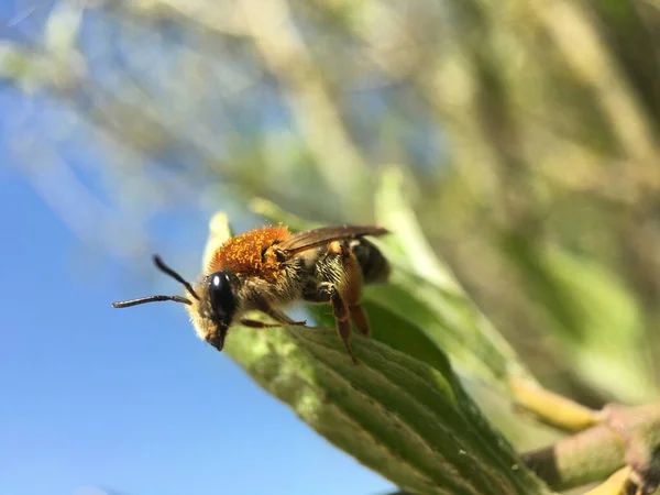 Bee Volando Los Países Bajos — Foto de Stock