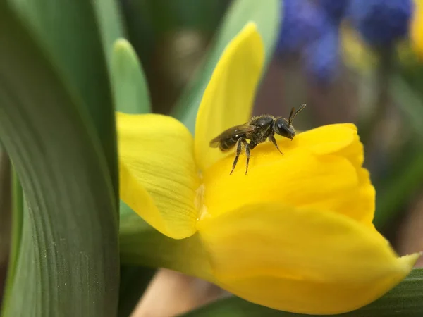 Včela Žlutém Narcisu Nizozemsku — Stock fotografie