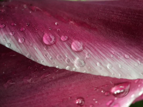 Krople Wody Różowym Liściu Holandii — Zdjęcie stockowe