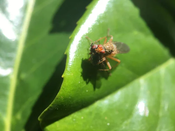 Vanlig Bananfluga Dödar Fluga Ett Blad Nederländerna — Stockfoto