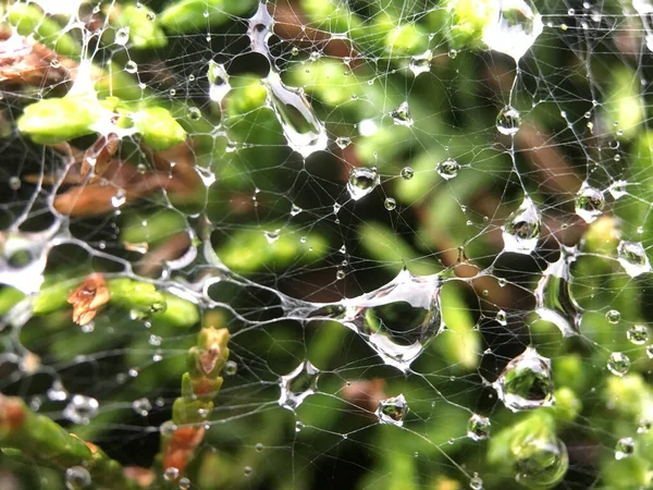 Water Drops Spider Web Netherlands — Stock Photo, Image