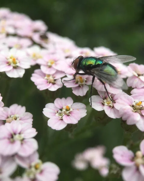 Voar Uma Planta Yarrow — Fotografia de Stock