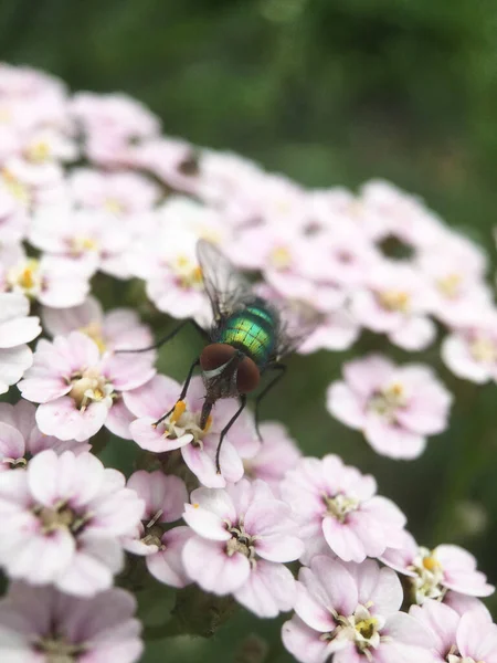 Voar Uma Planta Yarrow — Fotografia de Stock