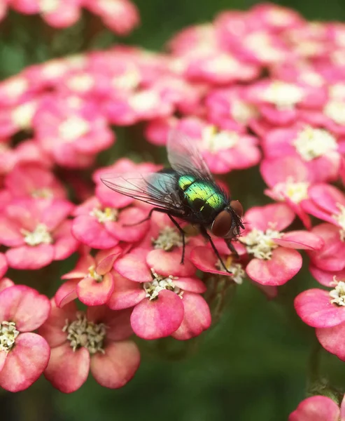 Volar Una Planta Milenrama —  Fotos de Stock