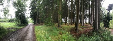 Belçika civarındaki bir patikadan ve ormandan Panorama