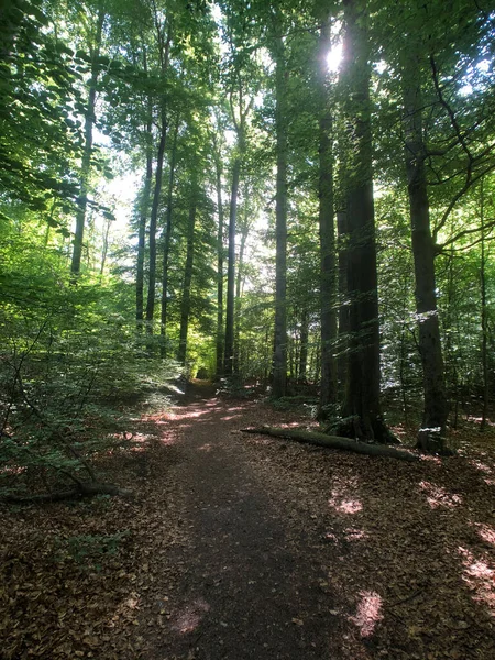 Soleil Travers Forêt Sur Kapuzinerberg Une Colline Salzbourg Autriche — Photo