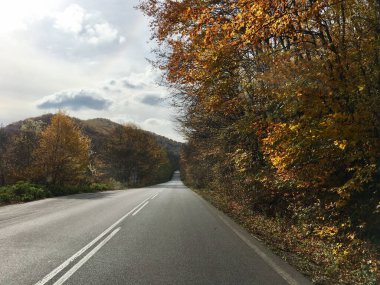 Bulgaristan 'da sonbahar ormanı boyunca araba sürmek