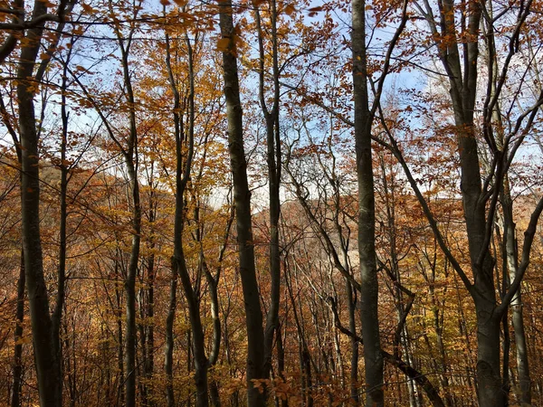 Bosco Autunnale Bulgaria — Foto Stock