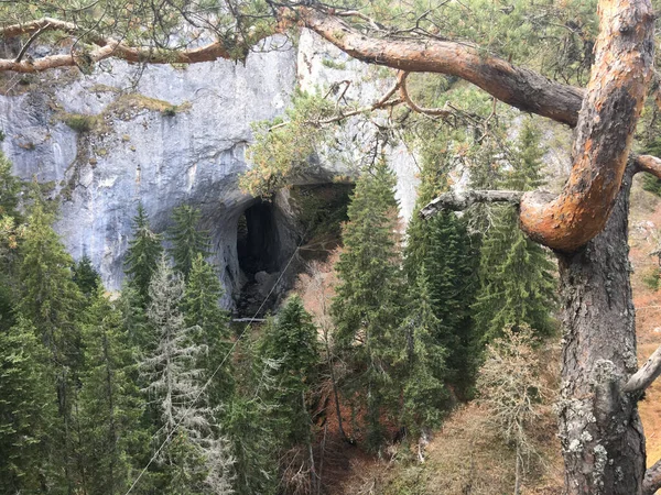 Poduri Minunate Arcade Naturale Munții Rodopi Din Sudul Bulgariei — Fotografie, imagine de stoc