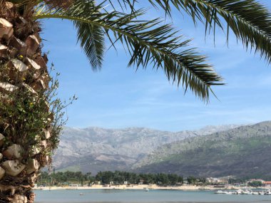 Hırvatistan 'ın Stobrec kentinde palmiye ağacı