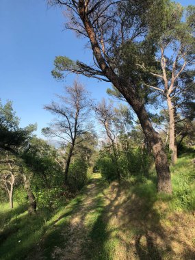 Hırvatistan 'ın Split kentinde park ormanı Marjan