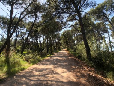 Hırvatistan 'ın Brac adasındaki Mirca kıyı kasabası çevresindeki yol