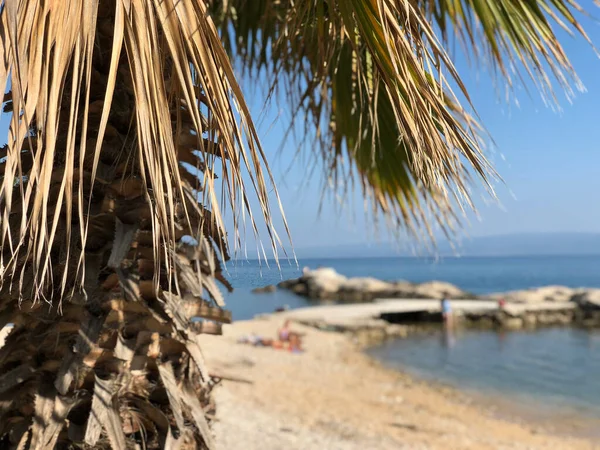Split Hırvatistan Kastelet Plajında Palmiye Ağacı — Stok fotoğraf