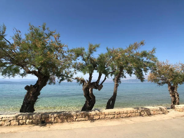 Küste Sutivan Auf Der Insel Brac Kroatien — Stockfoto