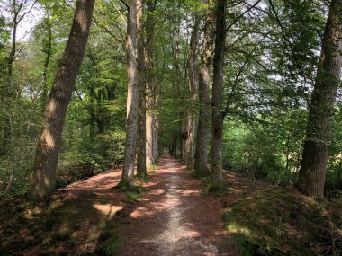 Hollanda, Drenthe eyaletindeki Natuurschoon Nietap Ormanı