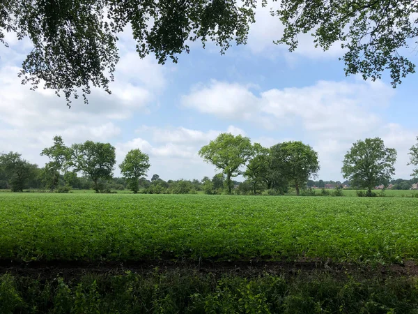 Terrenos Agrícolas Alrededor Nietap Provincia Drenthe Países Bajos — Foto de Stock