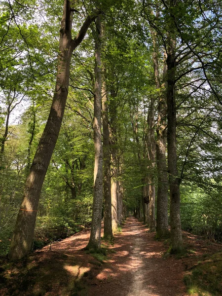 Floresta Natuurschoon Nietap Província Drenthe Países Baixos — Fotografia de Stock