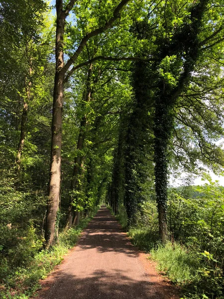 穿过荷兰德拉斯省Natuurschoon Nietap森林的道路 — 图库照片