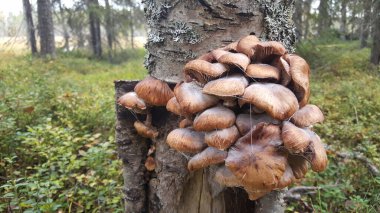 Patvinsuo Ulusal Parkı 'nın ormanındaki bir ağaçtaki mantar. 