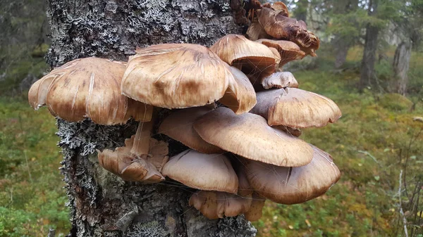 Grzyb Drzewie Lesie Parku Narodowego Patvinsuo — Zdjęcie stockowe