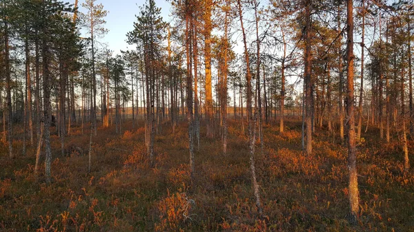Floresta Parque Nacional Patvinsuo Finlândia — Fotografia de Stock