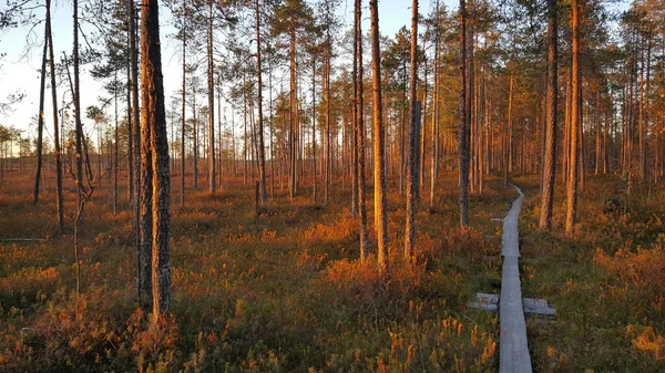 Caminho Pela Floresta Parque Nacional Patvinsuo Finlândia — Fotografia de Stock
