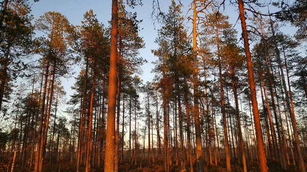 Naplemente Színek Erdőben Patvinsuo Nemzeti Park Finnország — Stock Fotó