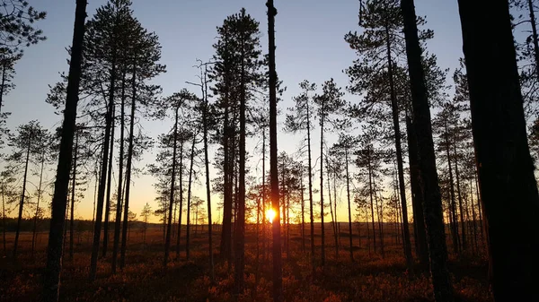 Pôr Sol Floresta Parque Nacional Patvinsuo Finlândia — Fotografia de Stock