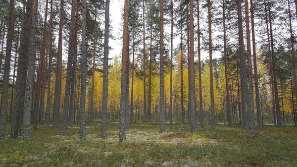 Floresta Parque Nacional Patvinsuo Finlândia — Fotografia de Stock