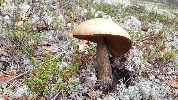 Fungo Nel Bosco Del Parco Nazionale Patvinsuo — Foto Stock