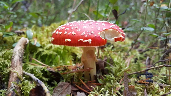 Latać Agaric Lub Latać Amanita Czerwony Grzyb Koivusuo Ścisły Rezerwat — Zdjęcie stockowe