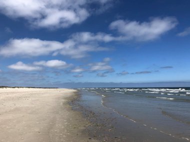 Hollanda, Schiermonnikoog sahilinde denizanası.