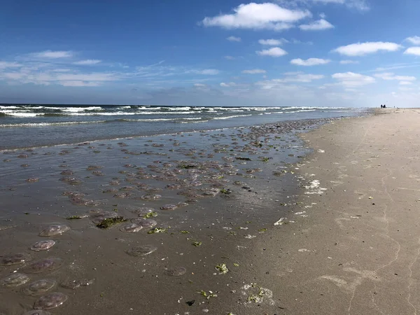 Meduza Plaży Schiermonnikoog Holandia — Zdjęcie stockowe
