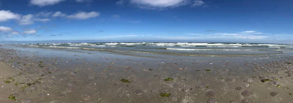 Méduses Sur Plage Schiermonnikoog Pays Bas — Photo