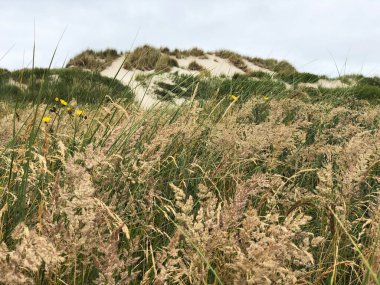 Terschelling 'deki kum tepeleri, Friesland Hollanda