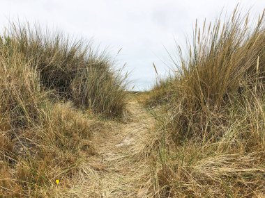Kum tepesi Terschelling, Friesland Hollanda