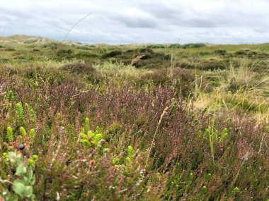 Heather 'dan Terschelling The Hollanda