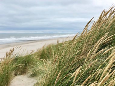 Hollanda, Vlieland sahilindeki kum tepeleri.