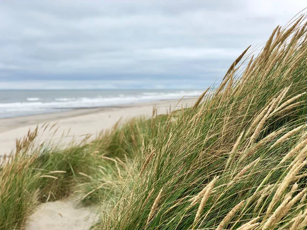 Homokdűnék Hollandiai Vlieland Tengerparton — Stock Fotó