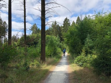Hollanda, Friesland, Appelscha 'daki Drents-Friese Wold ormanında bisiklet süren turistler