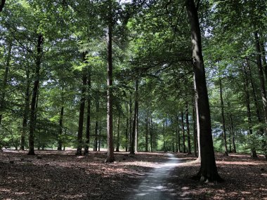 Appelscha, Friesland, Hollanda 'daki Drents-Friese Wold ormanından geçen yol.