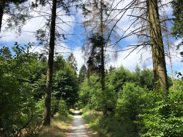 Cesta Lesem Drents Friese Wold Appelscha Frísko Nizozemsko — Stock fotografie