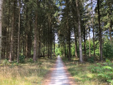 Appelscha, Friesland, Hollanda 'daki Drents-Friese Wold ormanından geçen yol.