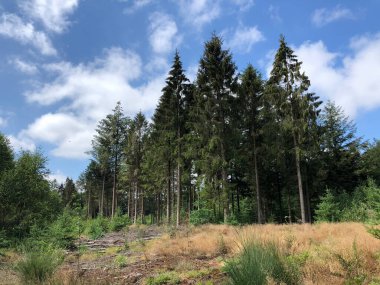 Appelscha 'daki Drents-Friese Wold Ormanı Hollanda
