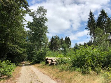 Appelscha, Friesland, Hollanda 'daki Drents-Friese Wold ormanından geçen yol.