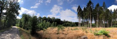 Appelscha, Friesland 'daki Drents-Friese Wold Ormanı' ndan Panorama Hollanda