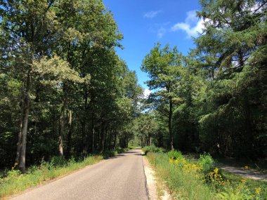 Appelscha, Friesland 'daki Drents-Friese Wold Yolu. Hollanda.